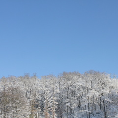 Epernon, novembre 2010 - Arbres poudrés de neige