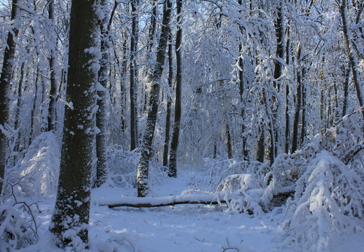 Epernon, novembre 2010 - La neige colle aux troncs