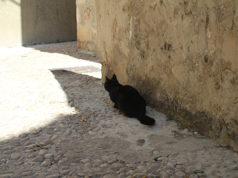 Chat dans une vieille rue de Dubrovnik