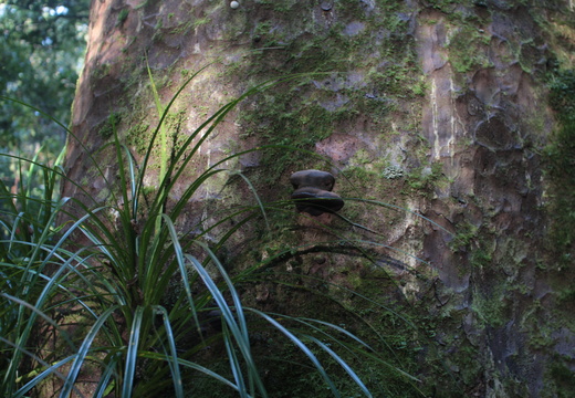 Waipoua Forest, Te Matua Ngahere Walk n°2