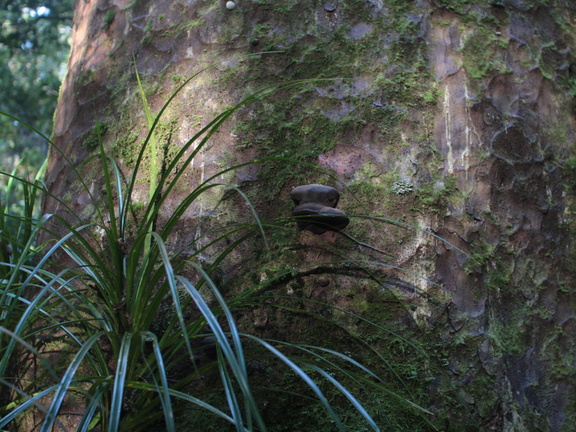 Waipoua Forest, Te Matua Ngahere Walk n°2