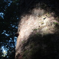 Waipoua Forest, Te Matua Ngahere Walk n°3