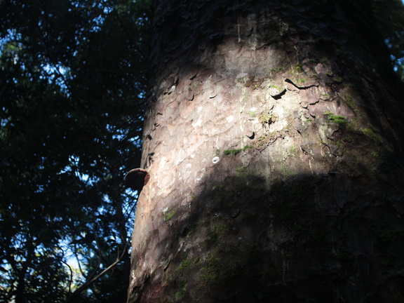 Waipoua Forest, Te Matua Ngahere Walk n°3